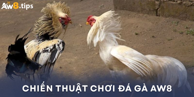 Bí quyết chơi đá gà AW8