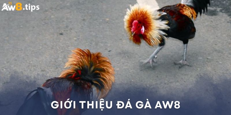 Hiểu sơ về sảnh đá gà AW8
