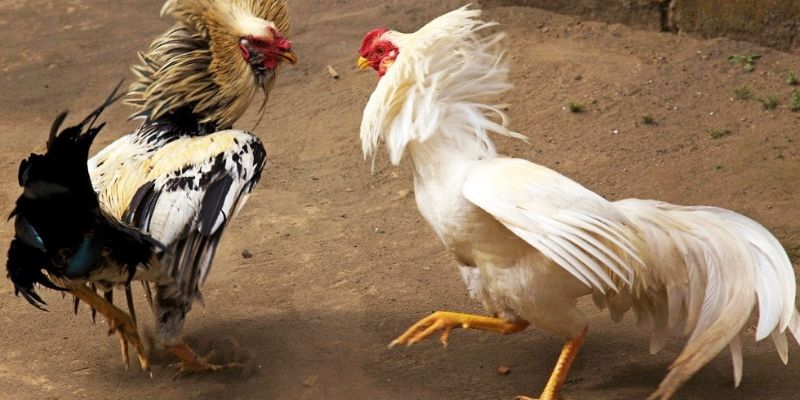 Các loại gà chiến tiêu biểu được đánh giá cao ở miền Tây