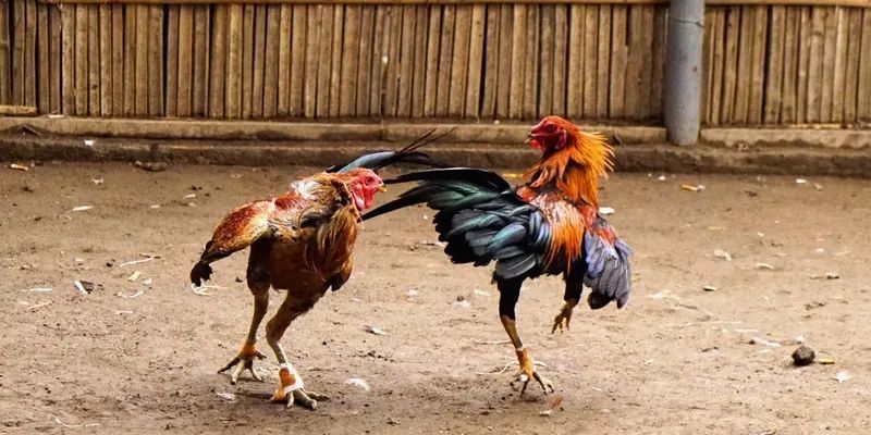 Các ưu điểm nổi bật tạo dựng danh tiếng cho đấu kê cúp C1