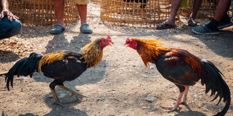 Cách nuôi gà đá chân mạnh nằm ở từng ván vần
