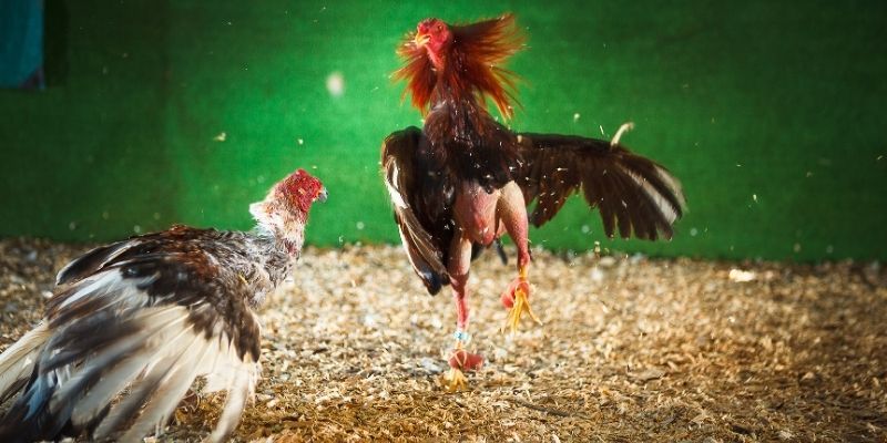 Cách Nuôi Gà Đá Chân Mạnh - Mẹo Tối Ưu Sức Khỏe Chiến Kê
