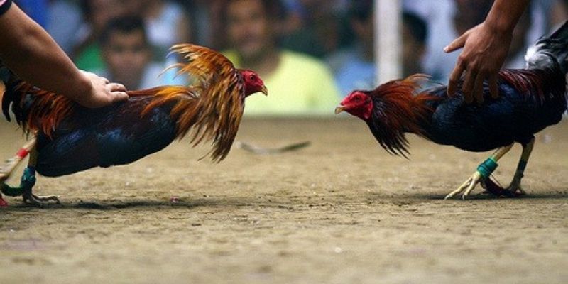 Chọi kêu Campuchia có chất lượng siêu đỉnh