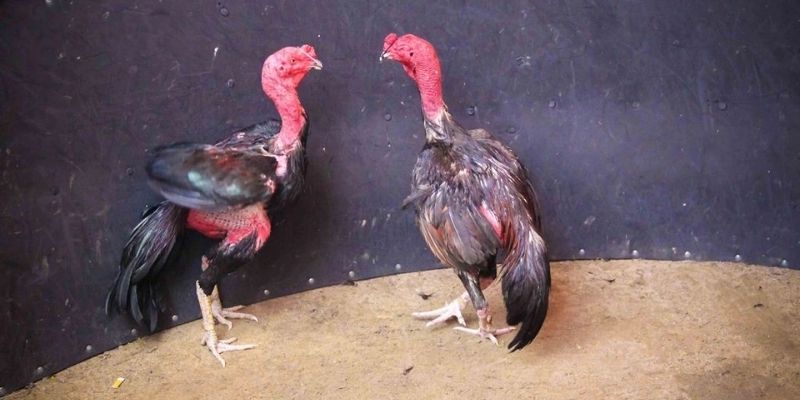 Chọn giống gà chọi đòn đúng sẽ tăng cơ hội chiến thắng