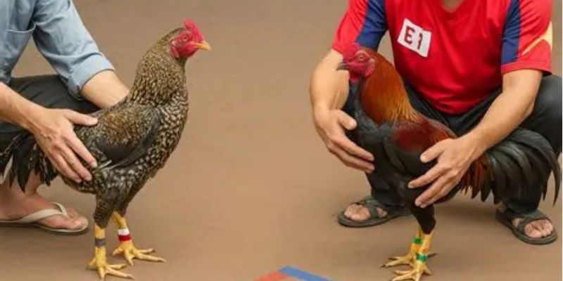Đá Gà Trực Tiếp Bình Luận - Trải Nghiệm Gay Cấn Từng Giây