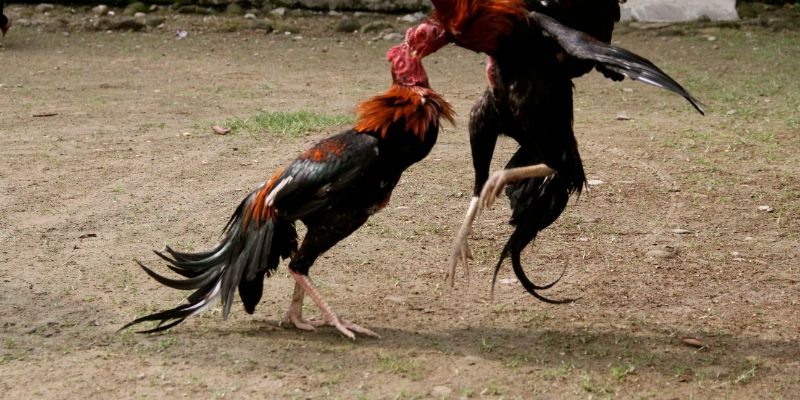 Dinh dưỡng sai dẫn đến kê yếu dù thể trạng tốt