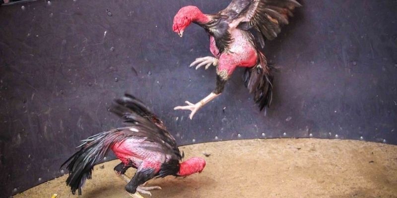 Đòn hiểm của gà chọi đòn khiến trận đấu lật ngược