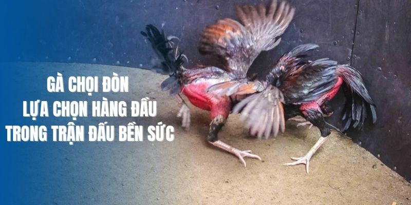 Gà Chọi Đòn - Lựa Chọn Hàng Đầu Trong Trận Đấu Bền Sức