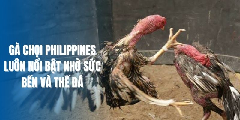 Gà Chọi Philippines - Luôn Nổi Bật Nhờ Sức Bền Và Thế Đá