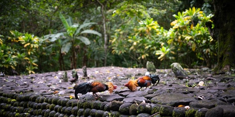 Gà đá mạnh do trại biết thời điểm dưỡng và ép