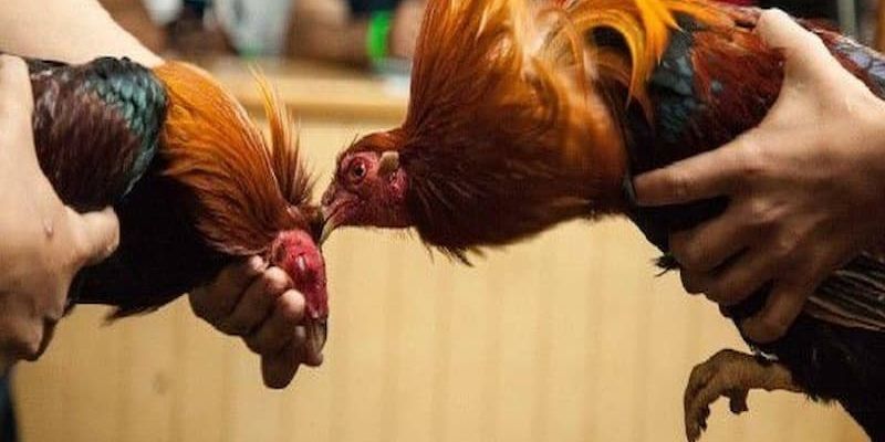 Giới thiệu tổng quan về đá gà trực tiếp bình luận tại Aw8