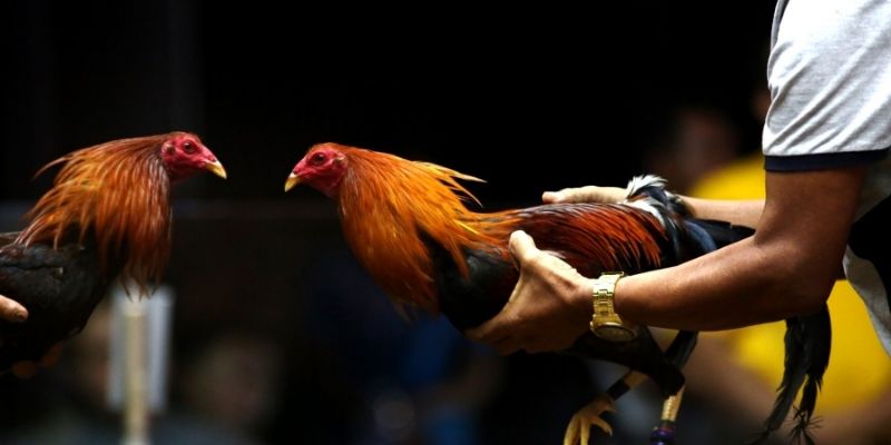 Kê hay không bằng chỗ nuôi đúng quy trình