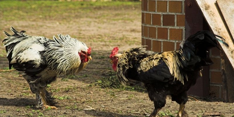 Muốn kê mạnh phải tập từ khi chưa ra trận