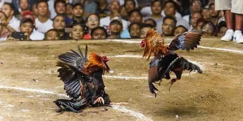 Những điều nên tránh khi chơi đá gà cúp C1 để thắng