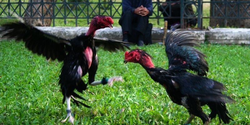 Sức mạnh của gà chọi đòn khiến mọi đối thủ dè chừng