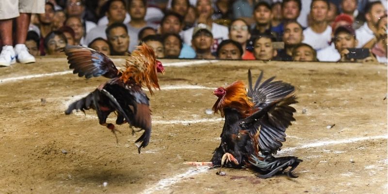 Tân thủ thường không quan sát kỹ thuật ra đòn của chiến kê 