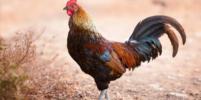 Trại gà đá tốt sẽ tạo duy trì gen từ đời ông cha
