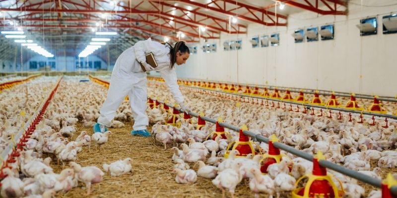 Trại Gà Đá - Lò Huấn Luyện Chiến Kê Chuẩn Thực Chiến