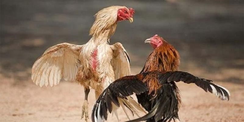 Xem ngày đá gà để tuyệt đối tránh giờ xung khắc và ngày xấu