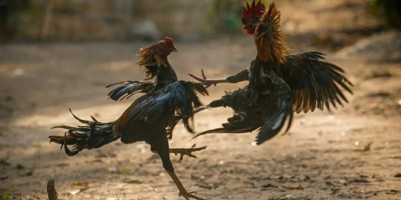 Xem ngày đá gà giúp xác định thời điểm thi đấu thuận lợi