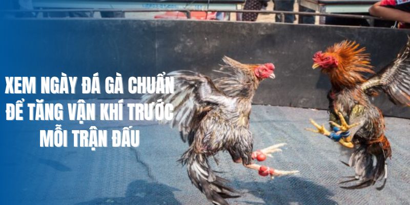 Xem Ngày Đá Gà Chuẩn Để Tăng Vận Khí Trước Mỗi Trận Đấu