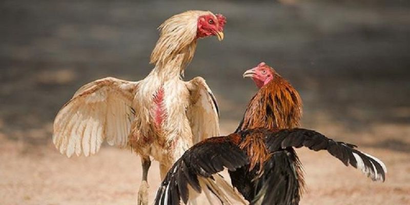 Yếu tố đặc biệt giúp đấu kê miền Tây thu hút đông đảo người chơi