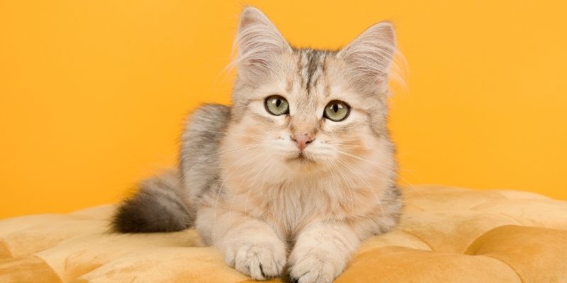 Các kịch bản nổi bật thường chứa chỉ dấu rõ nét
