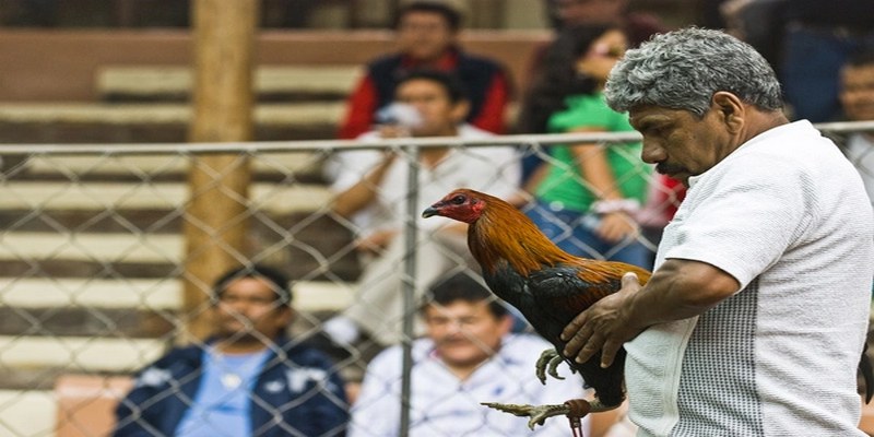 Gà chọi Peru nổi bật với phần đầu to thu hút ánh nhìn của mọi người