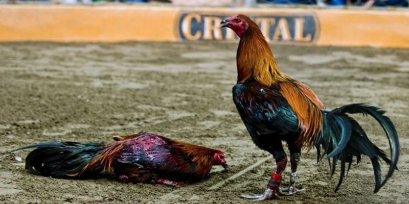 Gà Chọi Peru - Đối Thủ Đáng Gờm Trên Mọi Đấu Trường