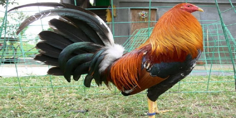 Gà Peru là một trong những chiến kê nổi tiếng trên đấu trường