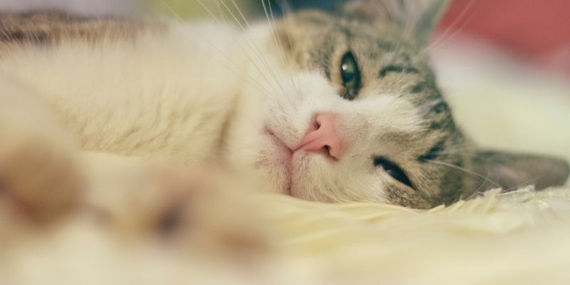 Nằm Mơ Thấy Mèo Đánh Số Mấy - Giải Đáp Gợi Ý Từ Giấc Ngủ