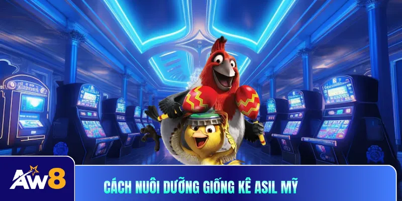 Cách nuôi dưỡng giống kê Asil mỹ khỏe mạnh