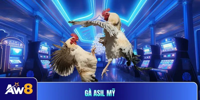 Gà Asil mỹ