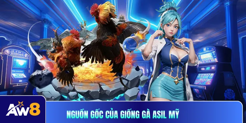 Nguồn gốc của giống gà Asil mỹ