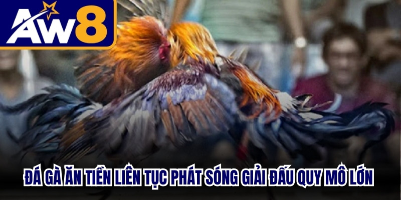 Đá gà ăn tiền liên tục phát sóng các giải đấu quy mô lớn nhất