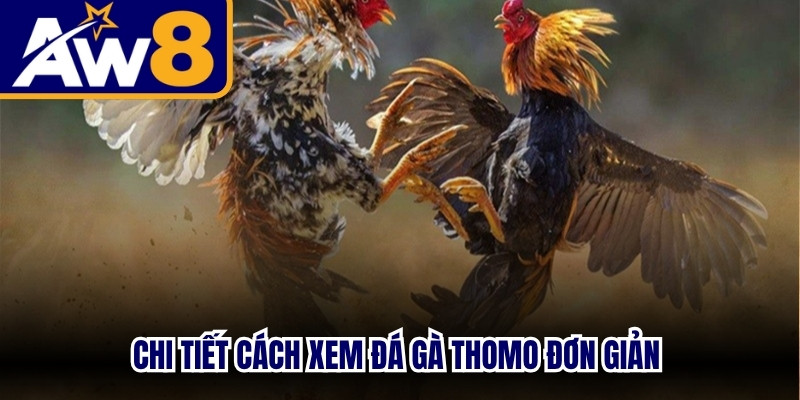 Chi tiết cách xem đá gà Thomo đơn giản đáp ứng mọi đam mê