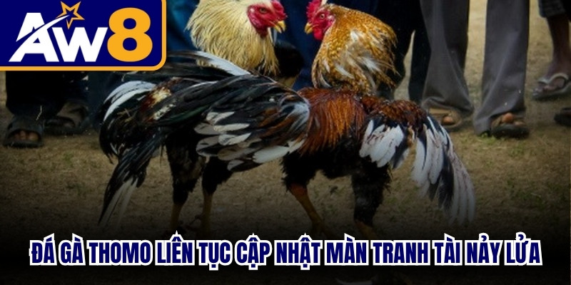 Đá gà Thomo trực tiếp liên tục cập nhật màn tranh tài nảy lửa