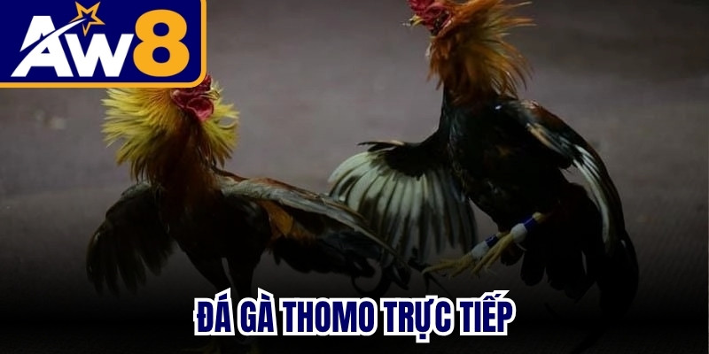 Đá Gà Thomo Trực Tiếp