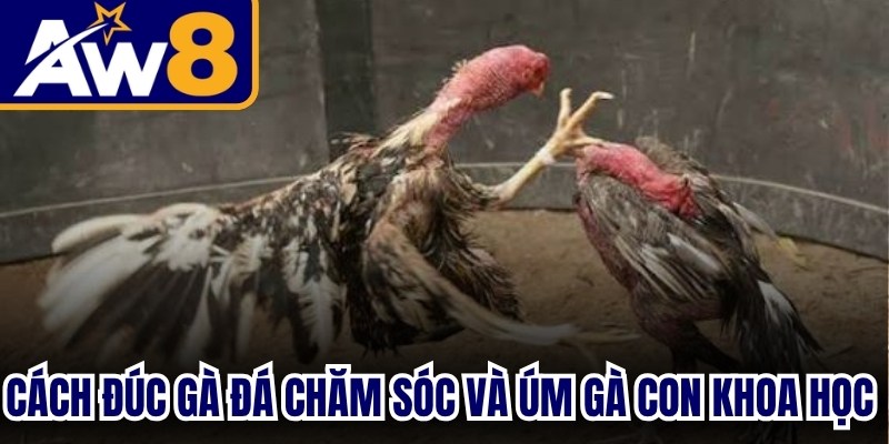 Cách đúc gà đá chăm sóc và úm gà con khoa học sau khi ấp nở cực chuẩn