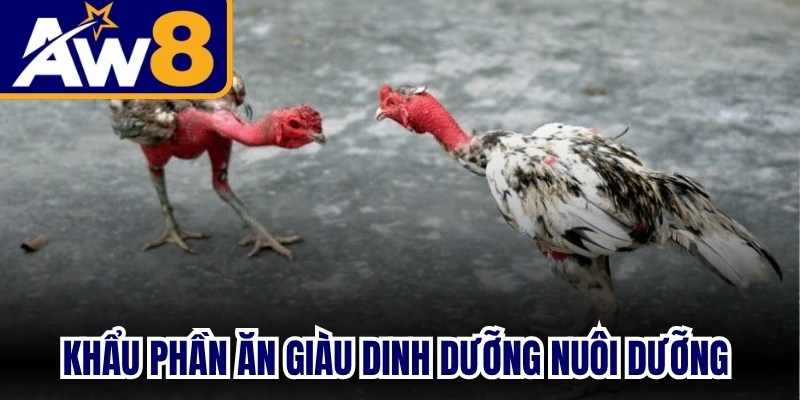Khẩu phần ăn giàu dinh dưỡng nuôi dưỡng cặp giống trước mùa sinh sản