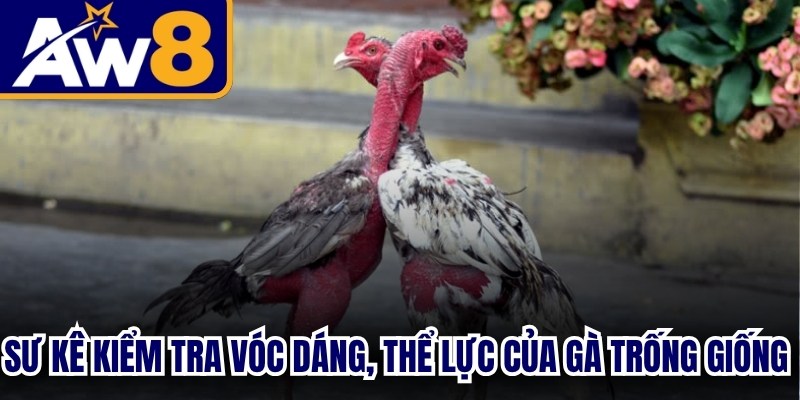 Sư kê kiểm tra vóc dáng, thể lực của gà trống giống trước khi ghép đôi đúc