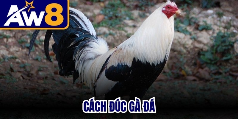 Cách Đúc Gà Đá