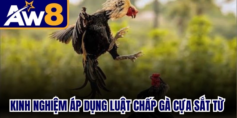 Kinh nghiệm áp dụng luật chấp gà cựa sắt từ các chuyên gia