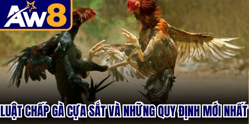 Luật chấp gà cựa sắt và những quy định mới nhất trong thi đấu