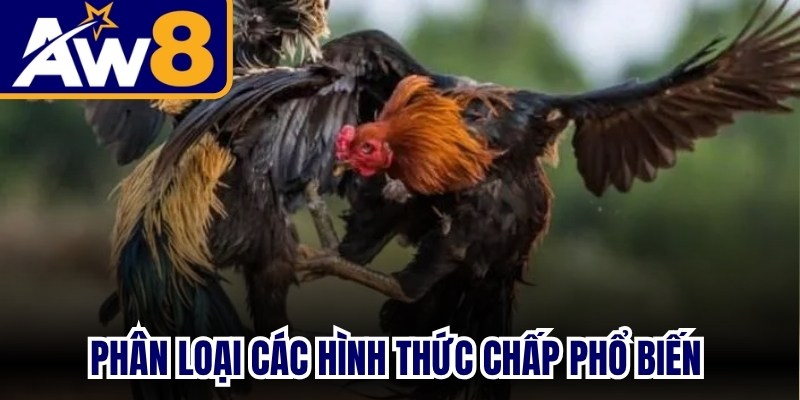 Phân loại các hình thức chấp phổ biến trong thi đấu chọi gà
