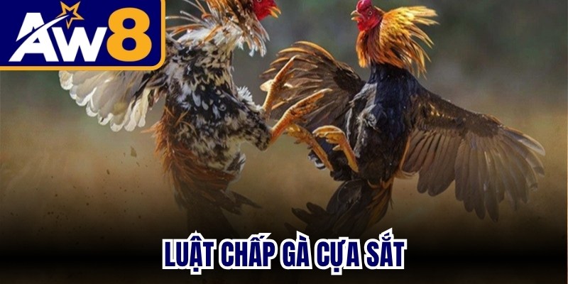 Luật Chấp Gà Cựa Sắt