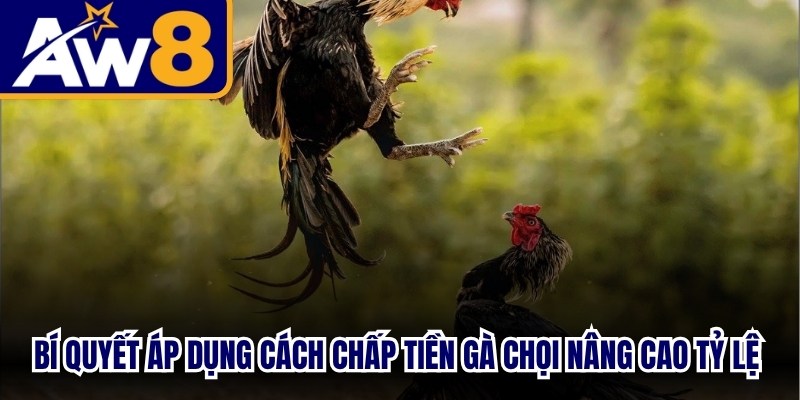 Bí quyết áp dụng cách chấp tiền gà chọi nâng cao tỷ lệ thắng