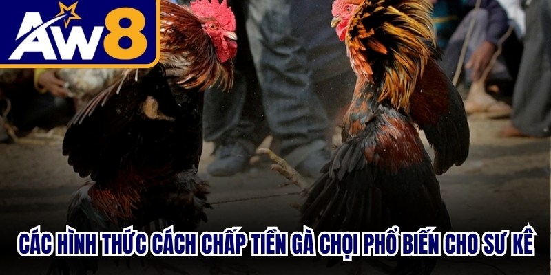 Các hình thức cách chấp tiền gà chọi phổ biến cho sư kê
