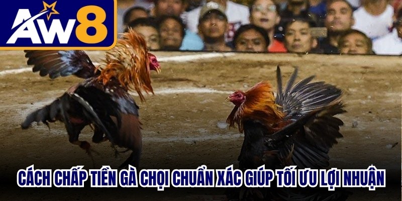 Cách chấp tiền gà chọi chuẩn xác nhất giúp sư kê tối ưu lợi nhuận