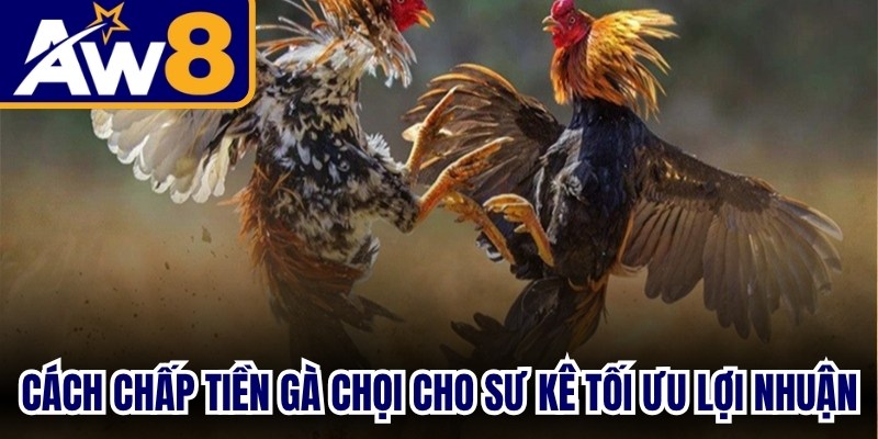 Cách Chấp Tiền Gà Chọi